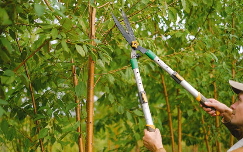 Tree trimming in Nuiqsut, AK