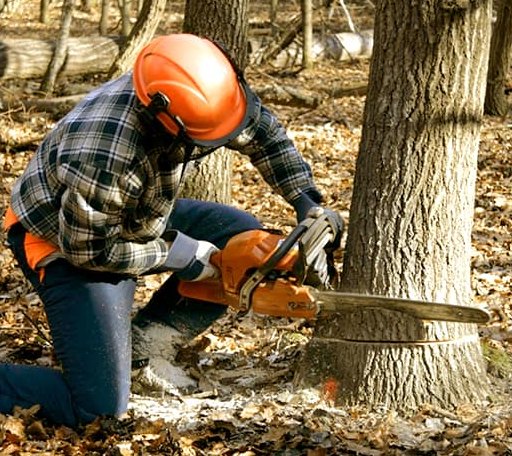 Tree Removal in Nuiqsut, AK